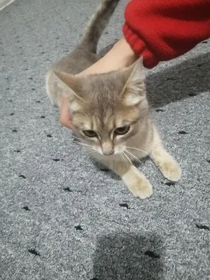 Кошка Британская шиншилла гибрид 1