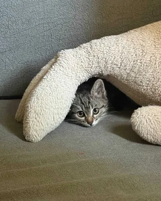 Iltimos, mushukchani topishga yordam bering! Yakkasaroy tumani, Bratskie mogily 1