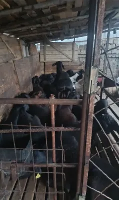 Продаются овцы. 1