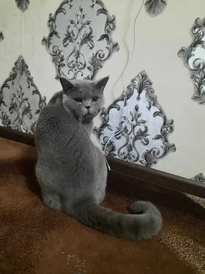 Kichkina mushuk va katta Dik jinsiy aloqa video