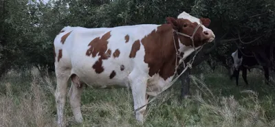 Smental sigr sotiladi 1