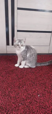 Породистый котёнок… 1
