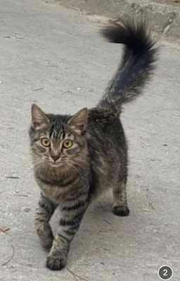 Mushukchani yaxshi qo‘llarga beraman 3