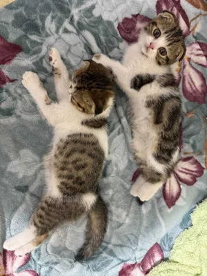 Scottish Fold mushukchalari sotiladi, quloqlari bukilgan 1
