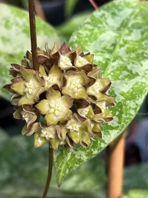 Hoya Aff. Lambii Silver Splesh 1