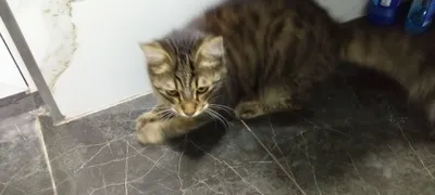 O‘g‘il bola mushuk 1