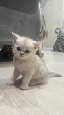 Paypoq ichida etuk porno