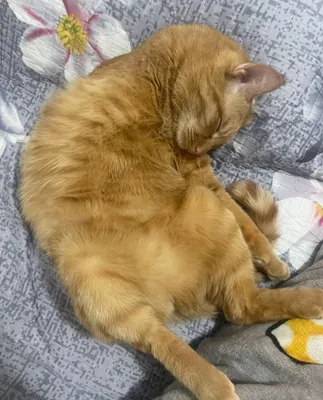 Кот, кастрированный, 3 года 1