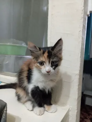 отдам в добрые руки котенка 1