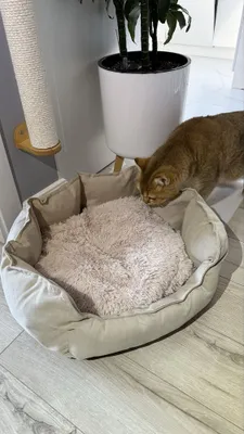 Продам кроватку для кошки 1