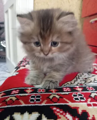 Продается кошка полтора месяца