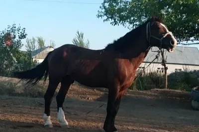 Продаётся жеребец, 6 лет, рост 173 см, цена 12 500 $ 1