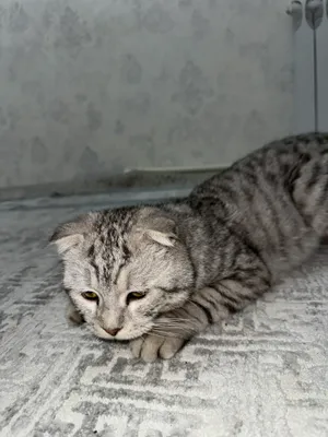 Кошка 1
