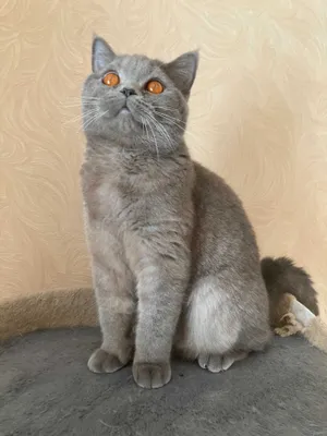 Британская кошка 1