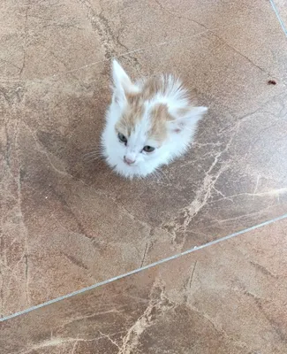 Котята, 10 дней. 1