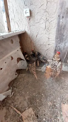 Продаётся куры Сибрай Японка лимоны цвета 1