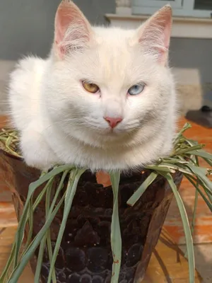 Porno rasmlar aqldan ozgan porno