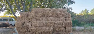 Продаётся сено люцерны первого укоса