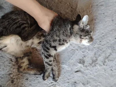 Умная кошка: Момик 1