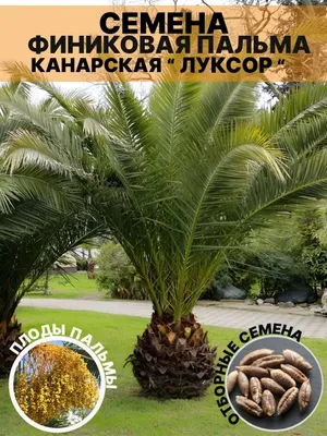 Kanar Palmasi "Luksor" urug‘i, 3 dona 1