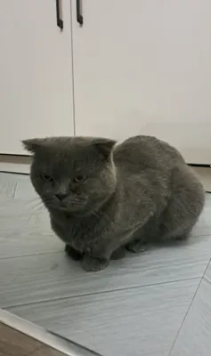 Кошка породы скоттиш-фолд 1