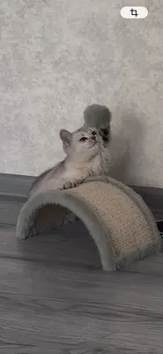 Котенок Скоттиш Страйт ( Шиншила) 1