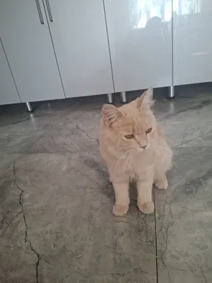 Умный котёнок 1