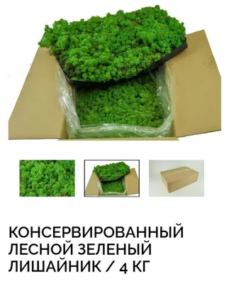 Стабилизированный природный мох доставка под заказ 1