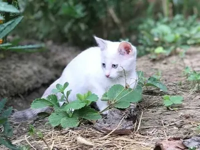 Котёнок 2.5 месяца 1