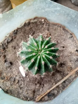 gullar sotiladi honaki 1