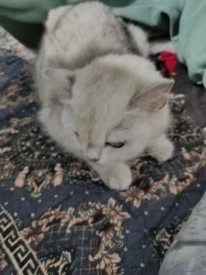 Shinshila mushugi sotiladi qiz bola 1