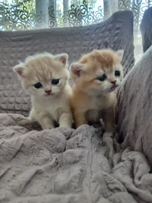 Котята ждут любящих хозяев. Котята в новый дом 1