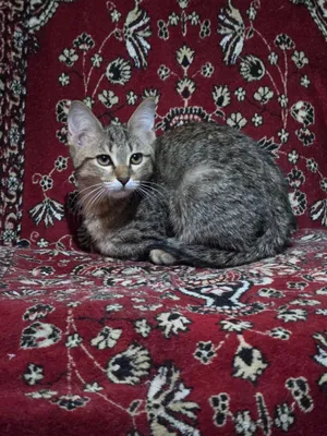 Ajoyib mushukchalarni mehribon qo‘llarga beramiz 7