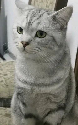 Sochli yosh mushuklar Sochli yosh mushuklar