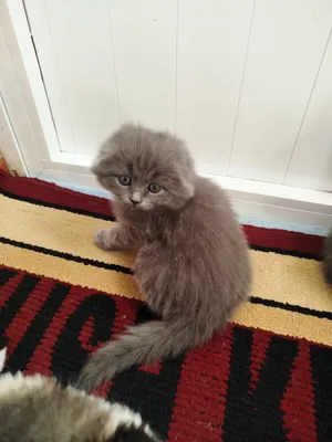 котенок 1