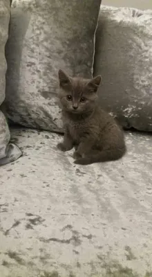 Шотландские прямоухие котята