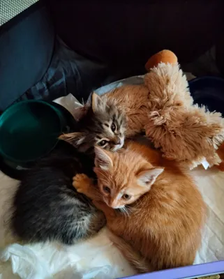 Котята пушистые мальчики 1