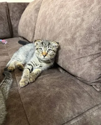 Scottish Fold mushukchalari 1