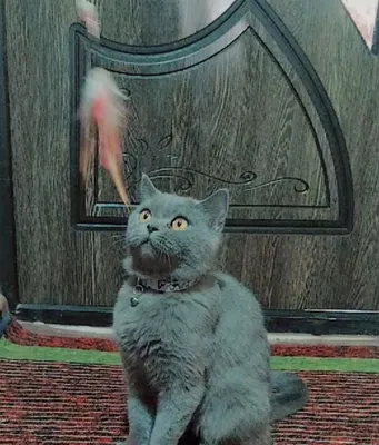 Кошка продаётся?! 1