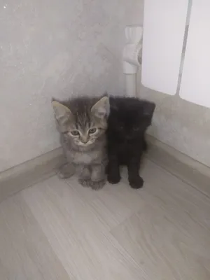Котята 1
