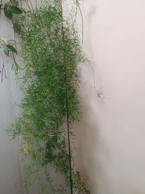 Продаю аспарагус и замиакулькас 1