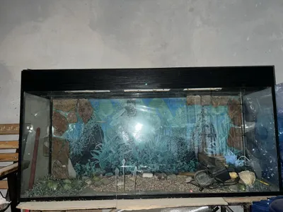 Akvarium sotladi 1
