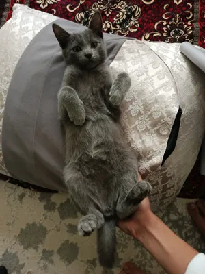 Tula viloyati, Yasnogorsk shahri, tanishuv sayti Qolaversa, sikli qizning pornosini tomosha qiling