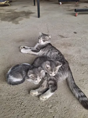 Porno bekasi va xizmatkori