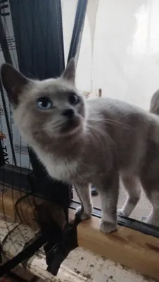 Сиамский кот 1