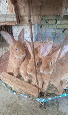 Ko‘p va turli xil quyonlar sotiladi 1