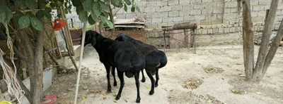 Qo‘chqor sotiladi 1