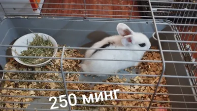 Продаю декаративный ручных кроликов 1