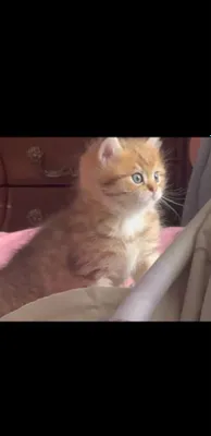 Котёнок-девочка 1