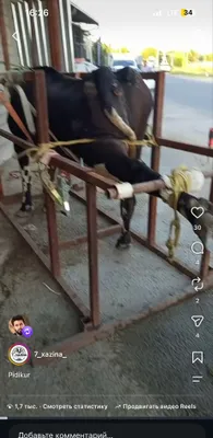 Станок для обрезки копыт 1